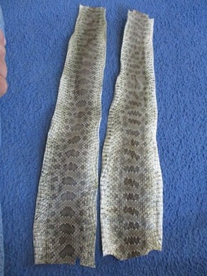 2 rattlesnake skin pieces Snake skin scraps blank rattle snake skin education N3
