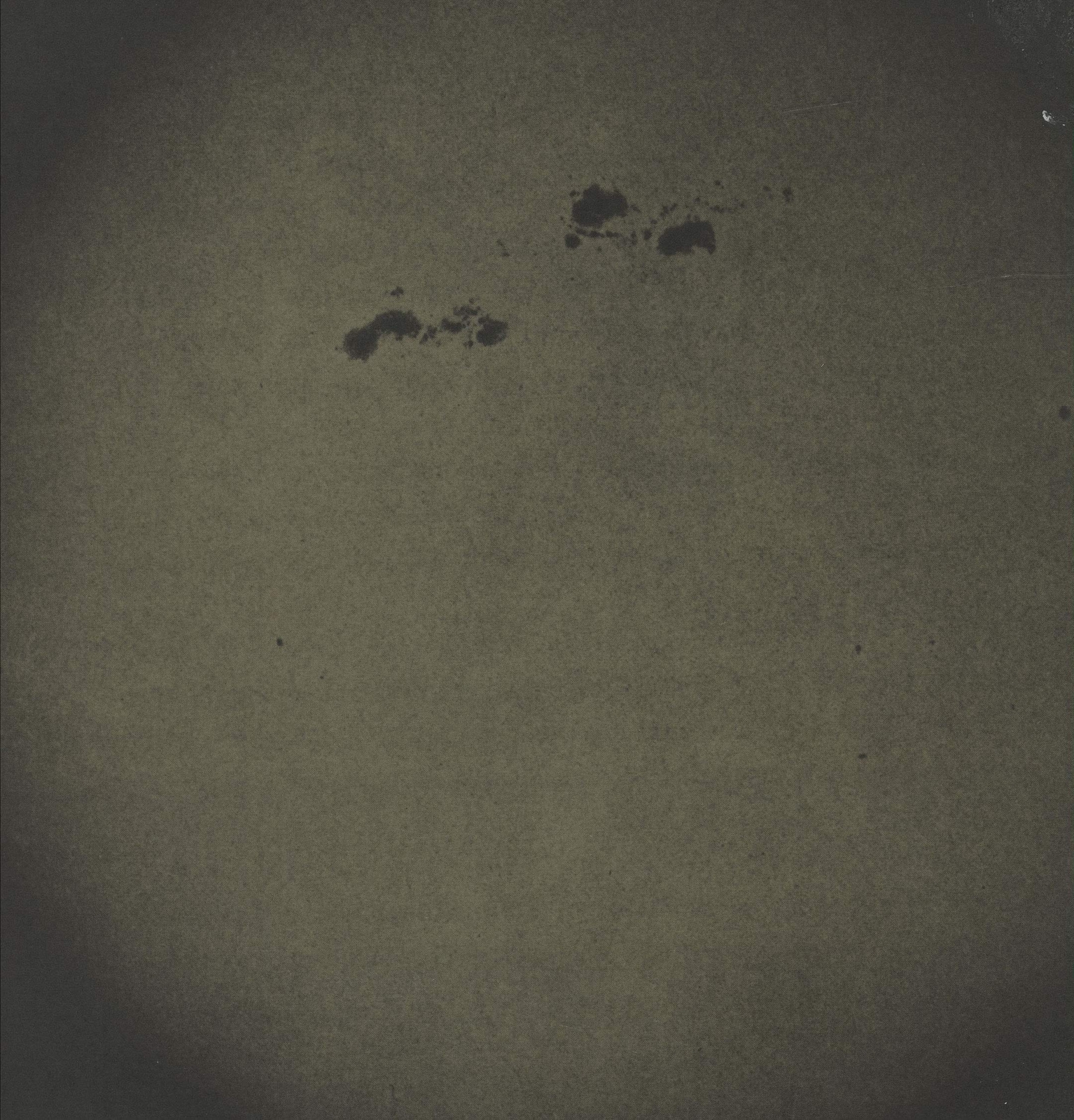 Survive Survive (Vinyl LP)