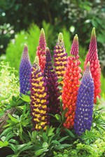 Seeds Lupine My Castle Perennial Mix Flower Rare Garden Organic Ukraine