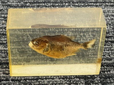   Vintage   Caribe Resin Piranha De Valenzuela   Classroom Taxidermy Fish