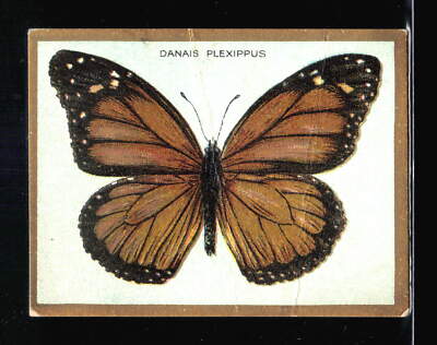 Danais Plexippus 1910 Turkey Red Butterfly Series (T48) # Tobacco Card  R4-296