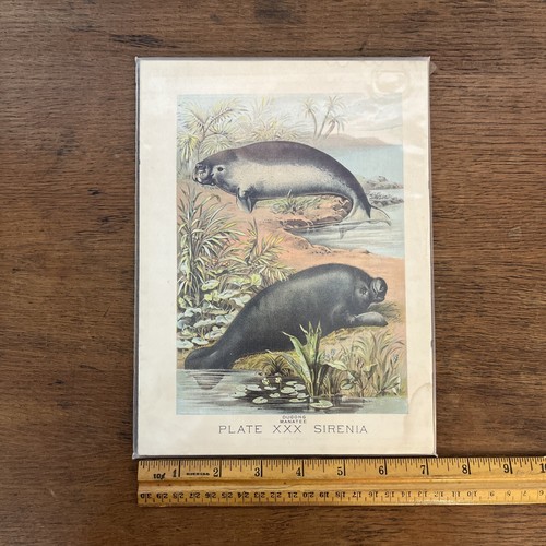 1880 Henry J. Johnson Dugongo Manatí Placa XXX Sirena Impresión Artística - Imagen 5 de 7