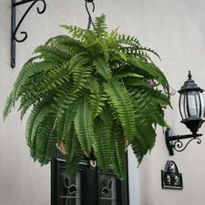 Artificial Large Boston Fern Plant Wall Hanging Decoration  Home Decor 