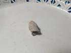 Dug Civil War era  bullet