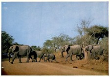 Elephant Family Crossing Road, South Africa Postcard