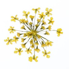 24Pcs Dried Pressed Flowers Lace Flowers for DIY Making Lemon Yellow