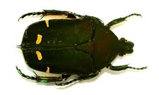 Cetoniinae for collectors | rare Protaetia, Osmoderma