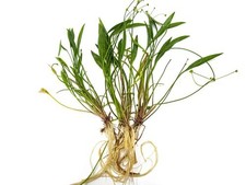 BUY 2 GET 1 FREE 3 Chain Sword Narrow Leaf Plants Aquarium Plants