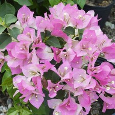 Well Rooted  IMPERIAL THAI DELIGHT  Live Bougainvillea starter/plug plant 