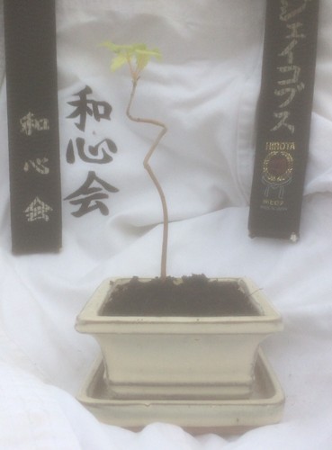 Bonsai Tree - Field Maple (Acer Campestre) Yamadori - Picture 3 of 6