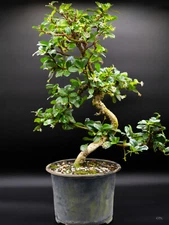 Just needs a bonsai pot. Fukien tea from China. Approx 8-10 inches tall