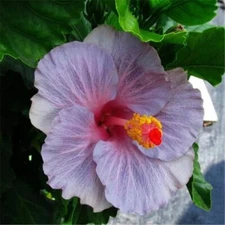 20 SEEDS Violet Purple HIBISCUS flower exotic garden/house plant USA Seller