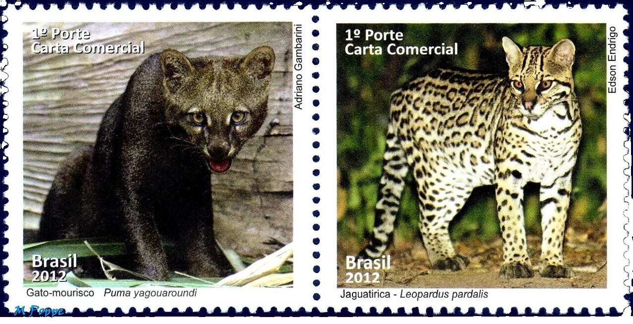 En excelente estado nunca abisagrado/estampillada sin montar o nunca montada Gatos sellos de Brasil