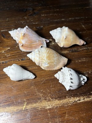 Lot of Five Conch Shells 2.25''-3.5'' for Crafting/Collecting