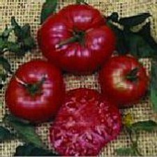 Giant Tree Tomato Seeds 25 Seed Packet  More Heirloom, Organic, Non GMO, Veget