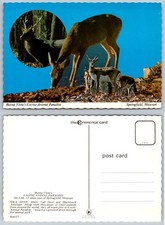 Springfield Missouri Buena Vista Exotic Animal Paradise Sika Deer Blackbuck