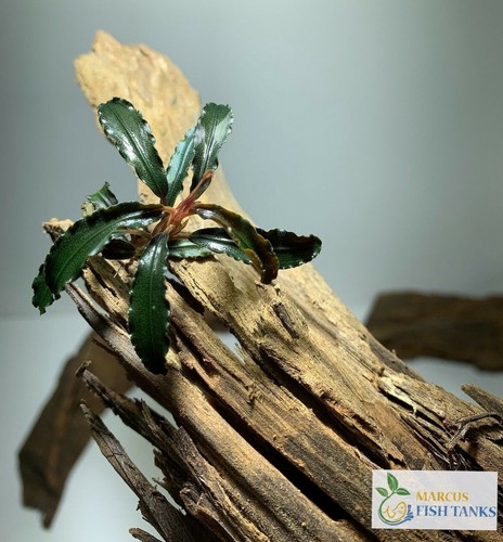 Bucephalandra sp. GhostKalimantan2012群生 | www.digitalsaudi2030.com