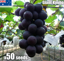 50 Giant Kyoho Grape Seeds  Japanese Sweet Vine Plant Seed RARE Heirloom AU