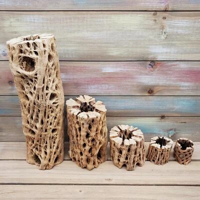PLANET DESERT Natural Cholla Wood Hollow (2"-12") cactus Cacti Succulent real live plant