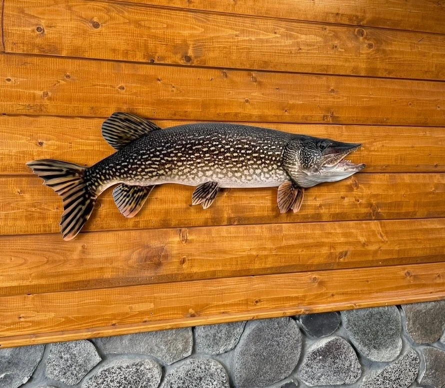 Insegna In Metallo Northern Pike (Luccio) Per Parete - Arredamento Cabina, Pesca