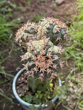 Multi heads Gymnocalycium spegazzinii Cactaceae  Garden DécorBoutique WYSIWYG
