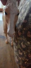 Louis Marx & Co. Horse Vintage moveable neck & head - 1970s?
