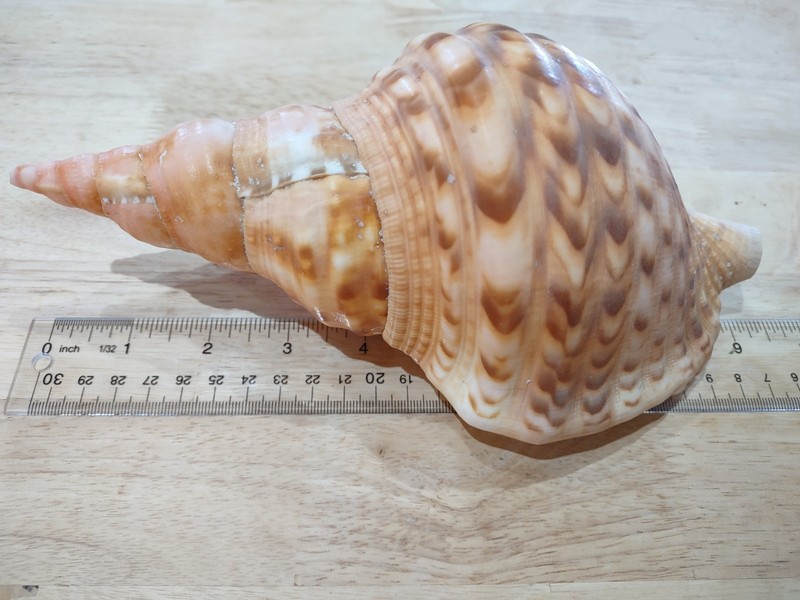 Triton's Trumpet Large Conch Shell Natural Charonia Tritonis Seashell Ocean 9"
