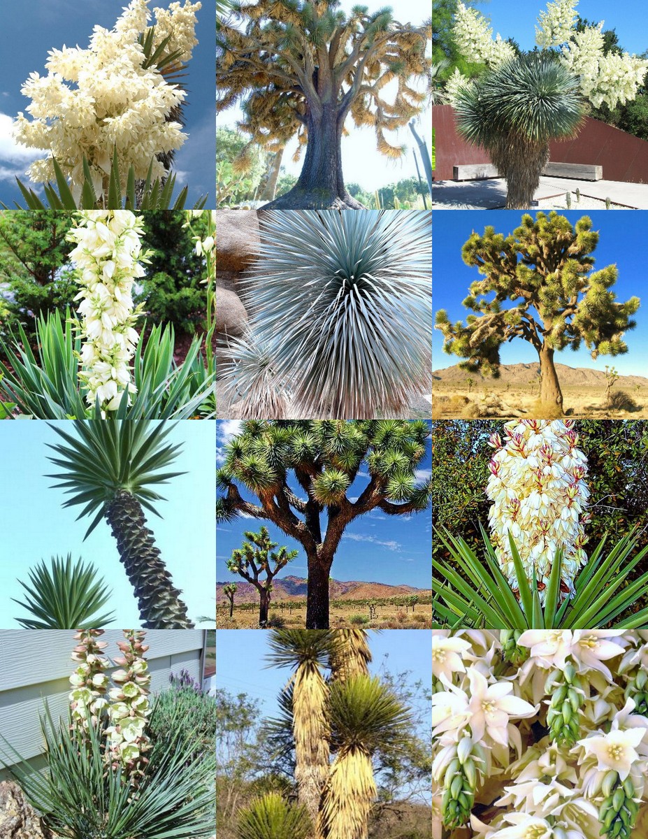 ⭐︎ Le Yucca's 吾亦紅 kakinoha maatee&sons YUCCA MIX, rare palm tree exotic agave aloe flower succulent