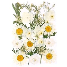 Real Dried Pressed Flowers Nature Dried Flowers Assorted Colorful Daisies for...