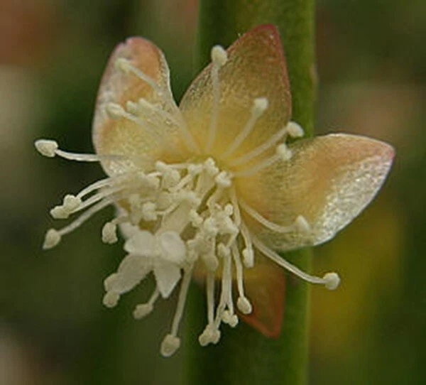 Rhipsalis sulcata-five cuttings/4 inches each-Yellow/White Flowers/Branching - Image 3 of 4