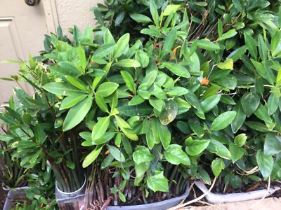 100 LARGE red mangroves*AQUARIUM FISH PLANTS*7-11 inches each*FREE SHIPING*