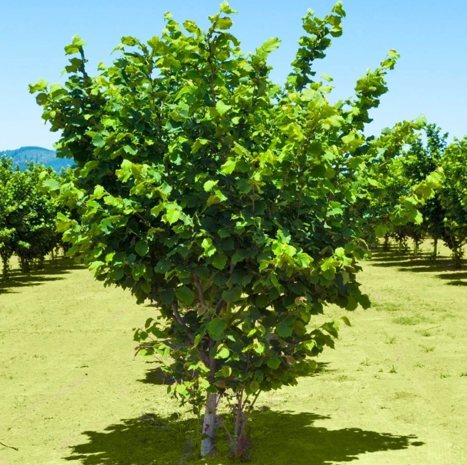 American Hazelnut Live Trees - 12-18" Tall - Bareroot - Corylus Americana - Image 3 of 4