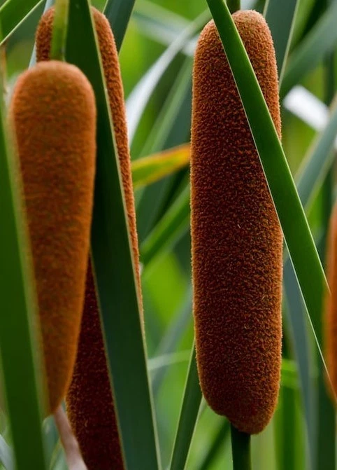 CATTAIL SEEDS, Typha Latifolia, 200 Seeds, Pond Plant, Marginal Aquatic