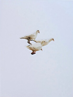 【限定950部／絶版】Wild Pigeon Carolyn Drake Carolyn Drake Wild Pigeon Signed | eBay