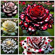 About 100Pcs/pack Mixed Color Rose Seeds Rare Exotic Plant Garden Flower Seeds