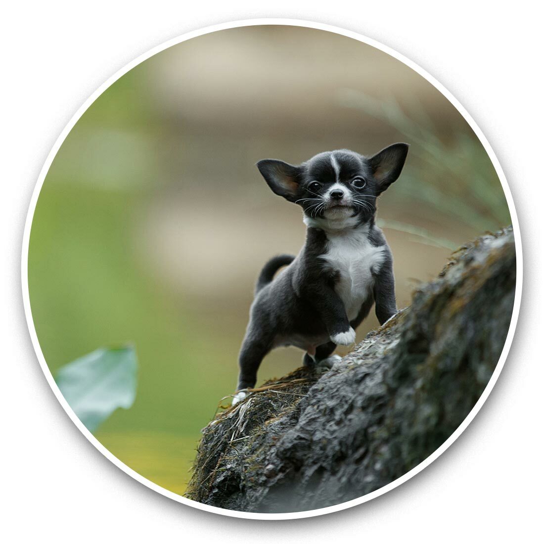 x Vinyl Stickers 25cm Small Black Chihuahua Puppy Dog #46313