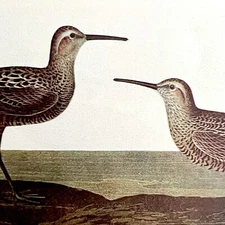 Stilt Sandpiper 1950 Lithograph Art Print Audubon Bird First Edition DWU14C