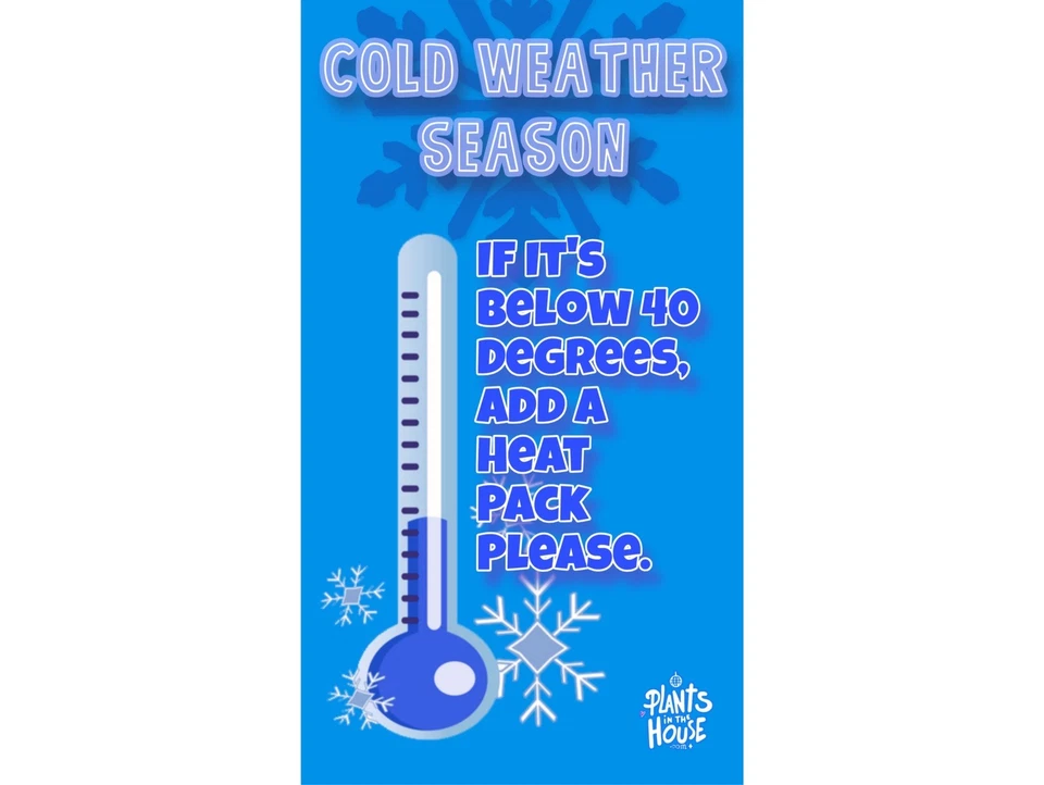 15 Houseplant Cuttings: Pothos, Philodendron, Monstera - Water Propagation - Image 3 of 4