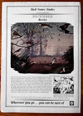 1960's Maurice Wilson Art SHELL NATURE STUDIES DECEMBER ADVERT Original Ad 1964