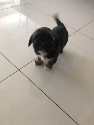Maltese 47 Shitzu X Cockalier Puppy For Sale Dogs Puppies Gumtree Australia Redland Area Cleveland 1255344469