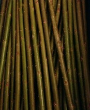 25 Very Hardy Fast Growing Hybrid 12"/30cm Willow Cuttings