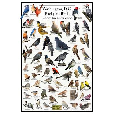 Washington, D.C.'s Backyard Birds Poster - DC Bird Watching and Feeding Chart