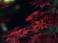 Landscape japan leaves red fall Custom Gaming Mat Desk