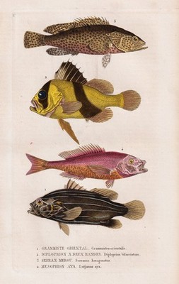 barred soapfish Comber Sägebarsch snapper Fisch fish engraving Drapiez 1850