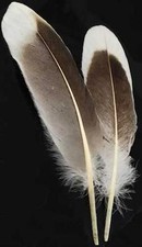 Two Natural Gray Goose Feathers for Quills or Smudging 