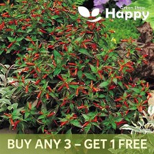 DWARF CIGAR PLANT RED - 20 seeds - Firecracker - tropical bush- Cuphea Ignea 