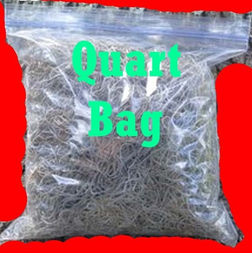 Spanish Moss Live Florida Oak Tree Fresh decorative floral craft Air Plant dried - Picture 4 of 5