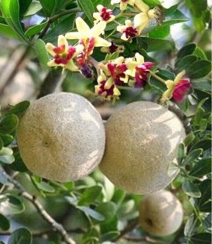 DRIED Organic Wood Apple (Limonia Acidissima) Leaf powder 100g Ceylon Natural - Picture 5 of 10