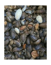 Dubia Roaches 200 Large