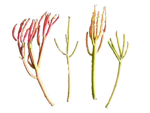4 Euphorbia Tirucalli 'Sticks on Fire' Succulent Cuttings | eBay